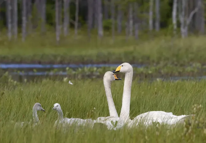Framed Print : Whooper swans (Cygnus cygnus) and cygnet, Vaala, Finland, July