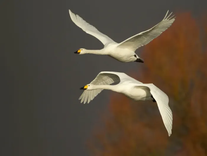 Framed Print : Whooper Swans (Cygnus cygnus) in flight, Caerlaverock WWT, Scotland, Solway, UK, January
