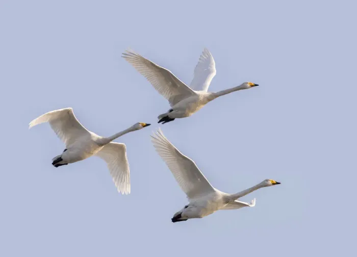 Framed Print : Whooper swans (Cygnus cygnus) in flight, Sanmenxia, Henan province, China Framed Print : Whooper swans (Cygnus cygnus) in flight, Sanmenxia, Henan province, China
