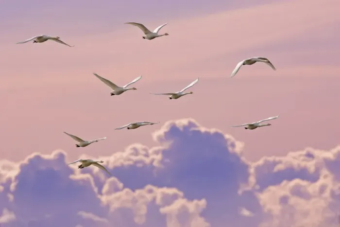 Framed Print : Whooper swans (Cygnus cygnus) in flight at dusk, Lancashire, UK Framed Print : Whooper swans (Cygnus cygnus) in flight at dusk, Lancashire, UK
