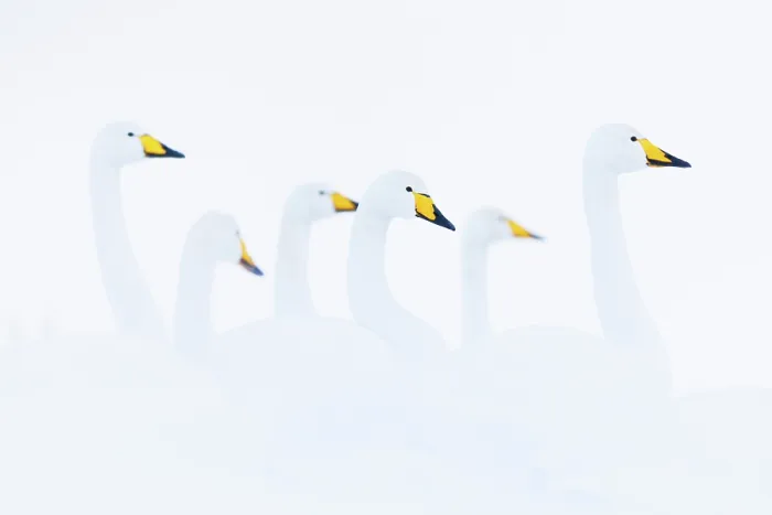 Framed Print : Whooper swans (Cygnus cygnus) flock in winter, Iceland. February Framed Print : Whooper swans (Cygnus cygnus) flock in winter, Iceland. February