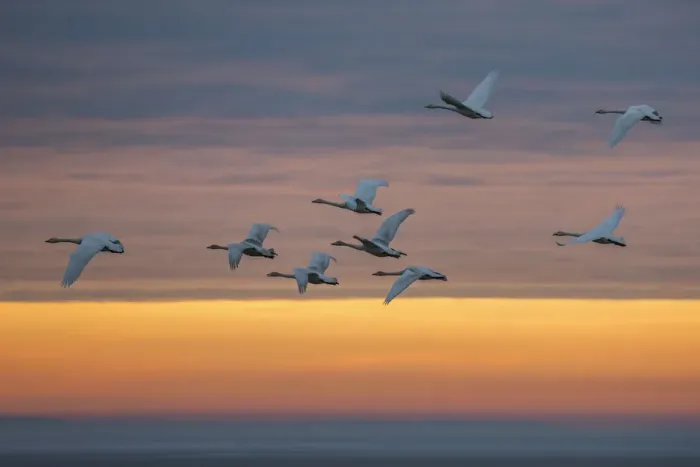 Framed Print : Whooper swans (Cygnus cygnus), flying at sunset, Caerlaverock Wildfowl & Wetland Trust Framed Print : Whooper swans (Cygnus cygnus), flying at sunset, Caerlaverock Wildfowl & Wetland Trust