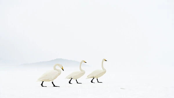 Whooper swans (Cygnus cygnus) group of three, camouflaged on frozen lake, Kussharo, Hokkaido Japan