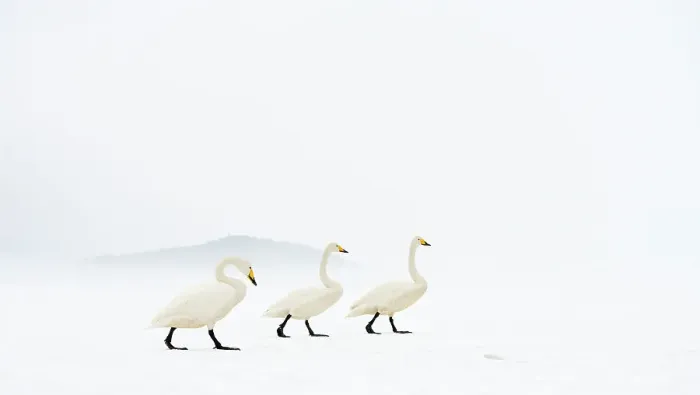 Framed Print : Whooper swans (Cygnus cygnus) group of three, camouflaged on frozen lake, Kussharo, Hokkaido Japan Framed Print : Whooper swans (Cygnus cygnus) group of three, camouflaged on frozen lake, Kussharo, Hokkaido Japan