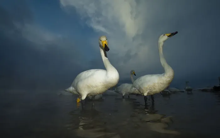 Framed Print : Whooper swans (Cygnus cygnus) in misty hot springs, Lake Kussharo, Hokkaido, Japan, February Framed Print : Whooper swans (Cygnus cygnus) in misty hot springs, Lake Kussharo, Hokkaido, Japan, February