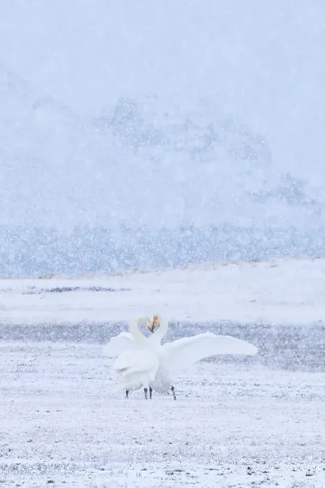 Framed Print : Whooper swans (Cygnus cygnus) pair engaged in courtship as snow falls, Myvatn lake, Iceland, March