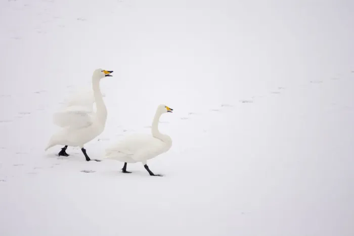 Framed Print : Whooper Swans (Cygnus cygnus) on snow, Caerlaverock WWT, Scotland, Solway, UK, January Framed Print : Whooper Swans (Cygnus cygnus) on snow, Caerlaverock WWT, Scotland, Solway, UK, January