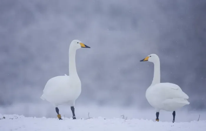 Framed Print : Whooper Swans (Cygnus cygnus) on snow, Caerlaverock WWT, Scotland, Solway, UK, January Framed Print : Whooper Swans (Cygnus cygnus) on snow, Caerlaverock WWT, Scotland, Solway, UK, January
