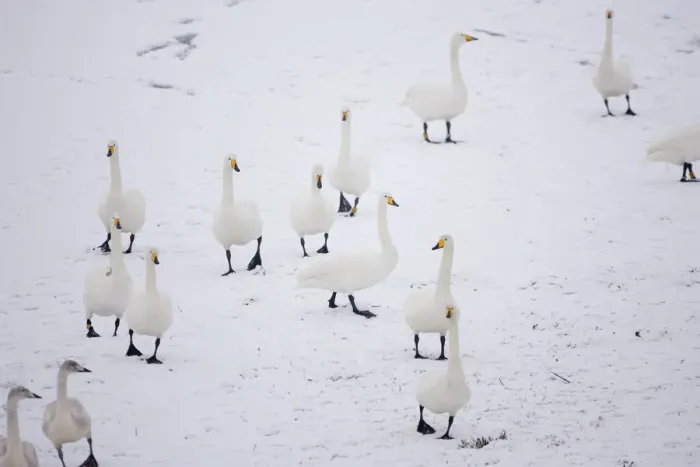Framed Print : Whooper Swans (Cygnus cygnus) on snow, Caerlaverock WWT, Scotland, Solway, UK, January Framed Print : Whooper Swans (Cygnus cygnus) on snow, Caerlaverock WWT, Scotland, Solway, UK, January