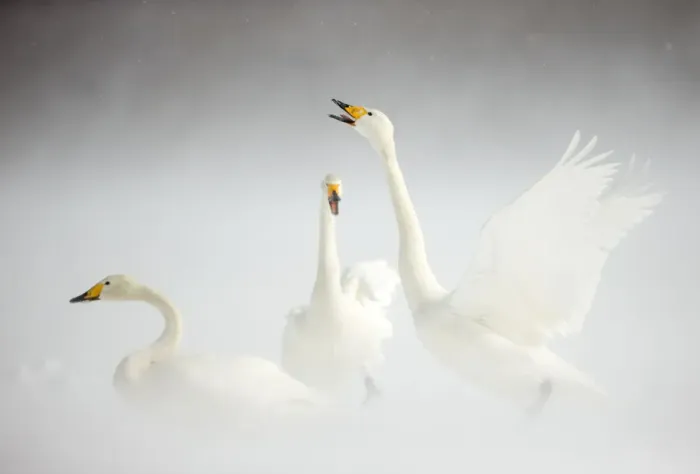 Framed Print : Whooper Swans (Cygnus cygnus) in snow. Japan, February Framed Print : Whooper Swans (Cygnus cygnus) in snow. Japan, February