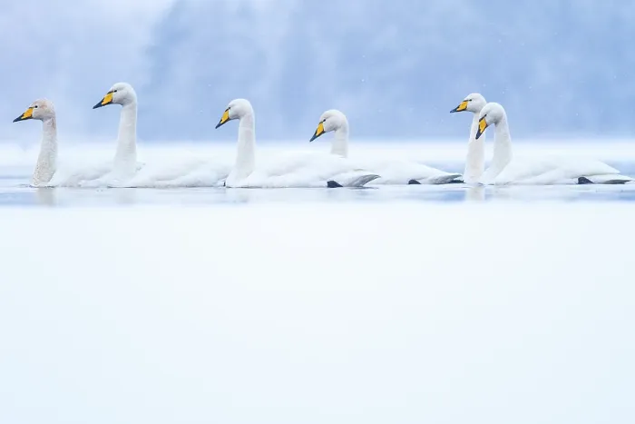 Framed Print : Whooper swans (Cygnus cygnus) on snow covered Loch Insh in winter, Cairngorms National Park, Scotland, UK. January
