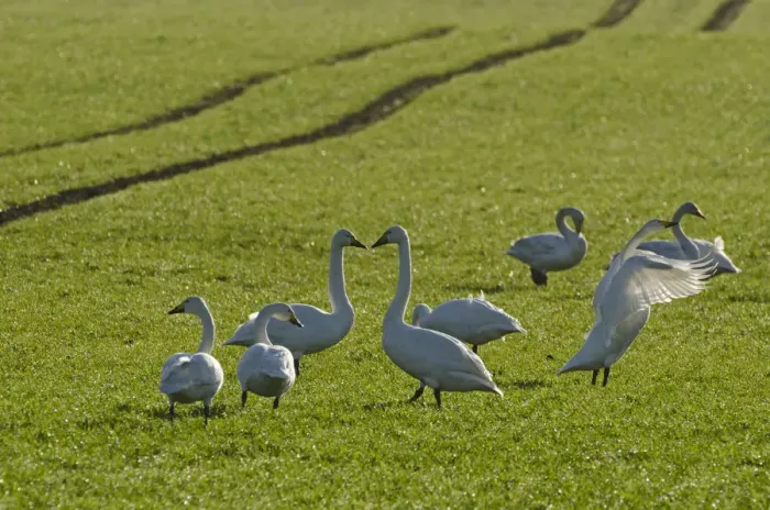 Framed Print : Whooper swans (Cygnus cygnus) on Winter wheat (Triticum) crop, Cambridgeshire, England Framed Print : Whooper swans (Cygnus cygnus) on Winter wheat (Triticum) crop, Cambridgeshire, England