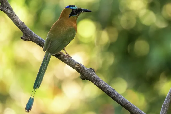 Framed Print : Whooping motmot (Momotus subrufescens) perched on branch, Sierra Nevada de Santa Marta, Colombia Framed Print : Whooping motmot (Momotus subrufescens) perched on branch, Sierra Nevada de Santa Marta, Colombia