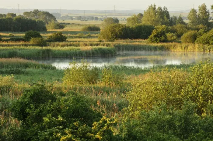 Framed Print : Wicken Fen landscape, Cambridgeshire, UK, June 2011 Framed Print : Wicken Fen landscape, Cambridgeshire, UK, June 2011