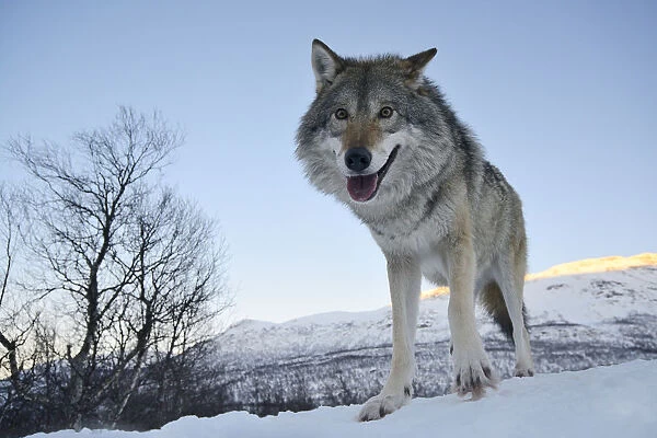 Wide angle close-up of a European grey wolf (Canis lupus) in landscape, captive, Norway