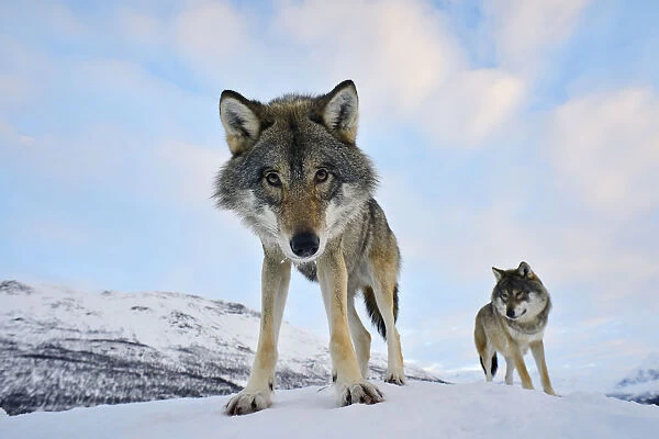Wide angle close-up of two European grey wolves (Canis lupus), captive, Norway, February