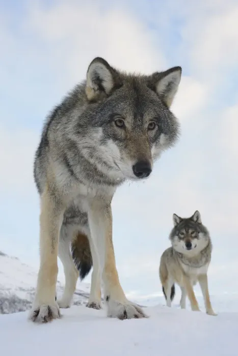 Framed Print : Wide angle close-up of two European grey wolves (Canis lupus), captive, Norway, February Framed Print : Wide angle close-up of two European grey wolves (Canis lupus), captive, Norway, February