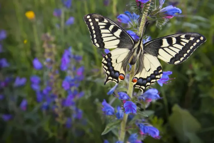 Framed Print : Wide angle view of Common Swallowtail Butterfly (Papilio machaon) resting on Viper s Framed Print : Wide angle view of Common Swallowtail Butterfly (Papilio machaon) resting on Viper s