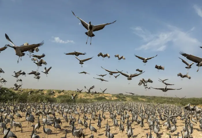 Framed Print : Wide angle view of Demoiselle cranes (Anthropoides virgo) landing in chugga ghar Framed Print : Wide angle view of Demoiselle cranes (Anthropoides virgo) landing in chugga ghar