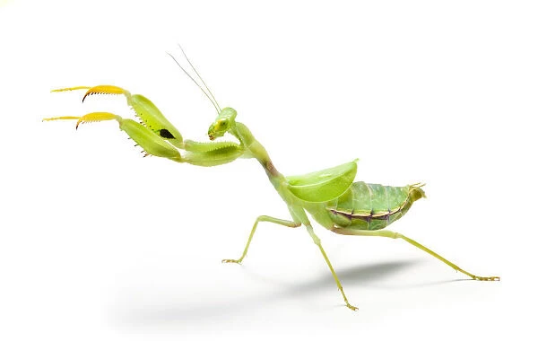 Wide-armed mantis (Cilnia humeralis) reaching out, photographed on a white background