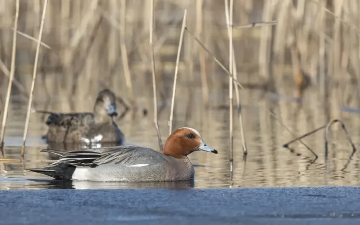 Framed Print : Widgeon (Mareca penelope) pair amongst reeds. Tervatehdas, Finland. April Framed Print : Widgeon (Mareca penelope) pair amongst reeds. Tervatehdas, Finland. April