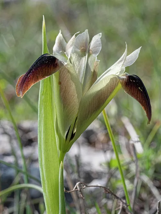 Framed Print : Widow iris (Iris tuberosa) in flower, Monte St Angelo, Gargano, Puglia, Italy. April Framed Print : Widow iris (Iris tuberosa) in flower, Monte St Angelo, Gargano, Puglia, Italy. April