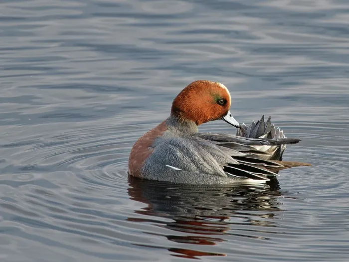 Framed Print : Wigeon (Anas penelope) drake preening on flooded marshland, Catcott Lows National Nature Reserve, Somerset Levels, England, UK. January Framed Print : Wigeon (Anas penelope) drake preening on flooded marshland, Catcott Lows National Nature Reserve, Somerset Levels, England, UK. January