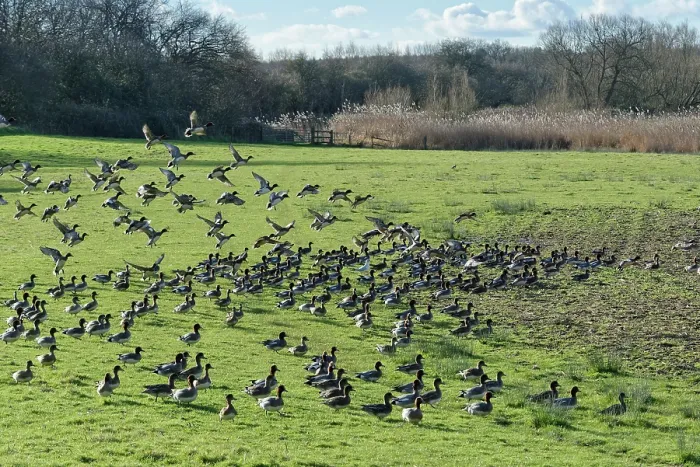 Framed Print : Wigeon (Anas penelope) flock taking flight after grazing grass on pastureland bordering the River Severn, Gloucestershire, England, UK. January Framed Print : Wigeon (Anas penelope) flock taking flight after grazing grass on pastureland bordering the River Severn, Gloucestershire, England, UK. January