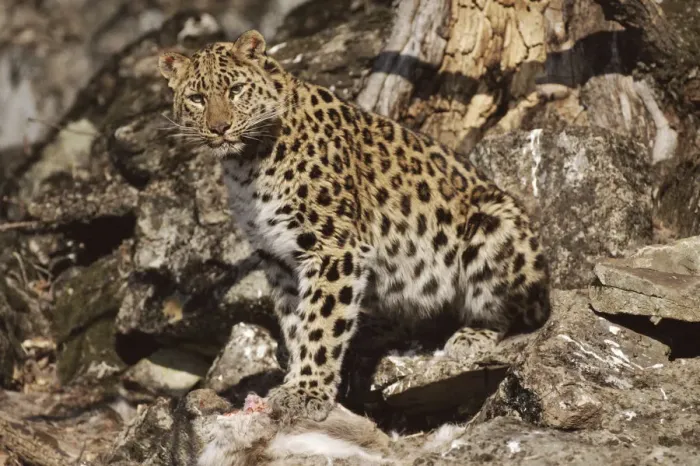 Framed Print : Wild Amur leopard with kill near den. Kedrovapad Nature Reserve Far East Russia, Ussuriland Framed Print : Wild Amur leopard with kill near den. Kedrovapad Nature Reserve Far East Russia, Ussuriland