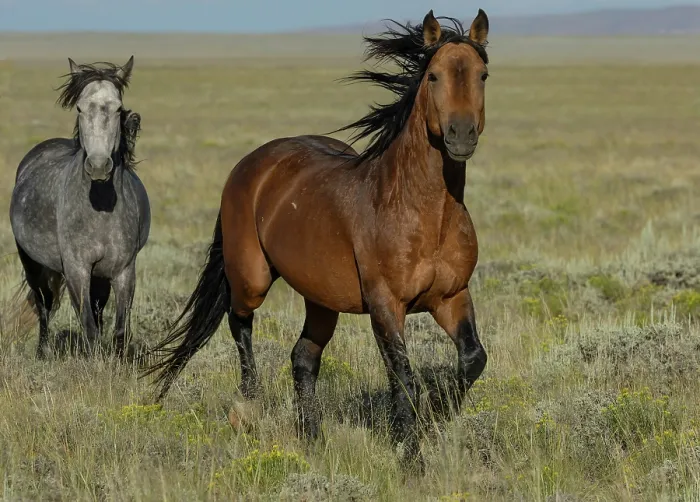 Framed Print : Wild Bay stallion leading his grey mare across grassland, Lost Creek, Wyoming, USA. July Framed Print : Wild Bay stallion leading his grey mare across grassland, Lost Creek, Wyoming, USA. July
