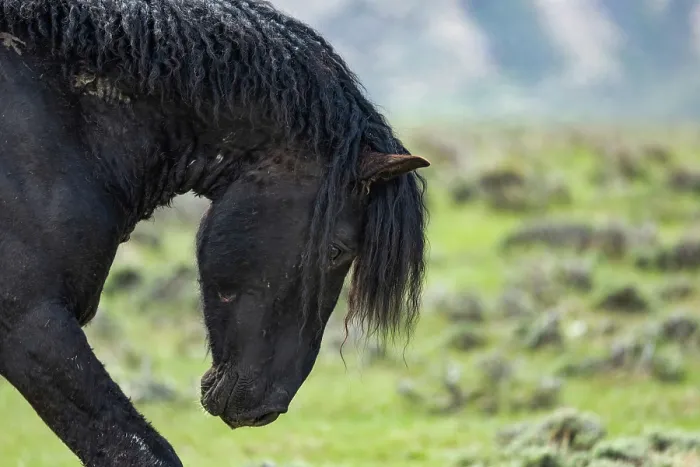 Framed Print : A wild black curly stallion bowing his head, posturing at another stallion, Salt Wells Creek, Wyoming, USA. May Framed Print : A wild black curly stallion bowing his head, posturing at another stallion, Salt Wells Creek, Wyoming, USA. May