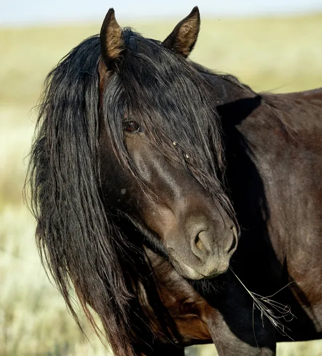 Framed Print : A wild black mare, head portrait, McCullough Peaks, Wyoming, USA. July Framed Print : A wild black mare, head portrait, McCullough Peaks, Wyoming, USA. July