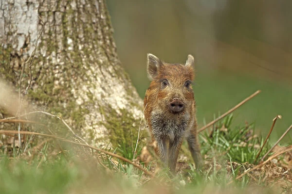 Wild boar piglet (Sus scrofa), Forest of Dean, Gloucestershire, England, UK, April