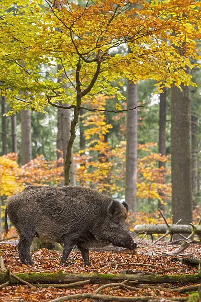 Wild boar (Sus scrofa) big male foraging in autumn forest during the hunting season in