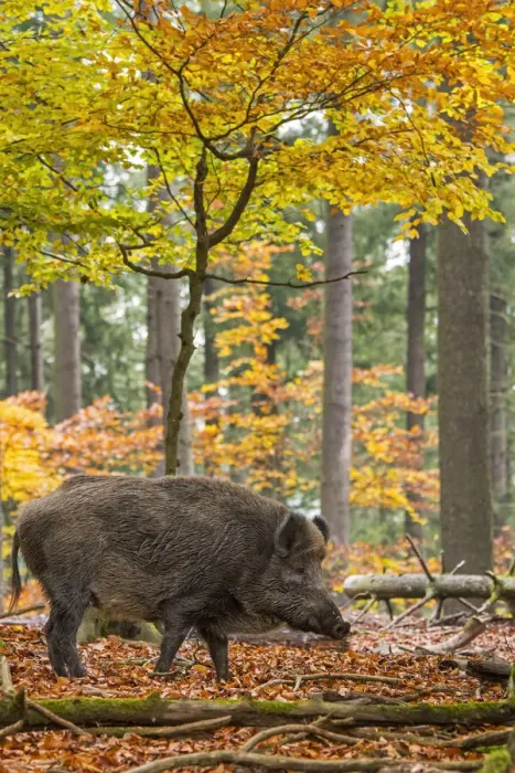 Framed Print : Wild boar (Sus scrofa) big male foraging in autumn forest during the hunting season in Framed Print : Wild boar (Sus scrofa) big male foraging in autumn forest during the hunting season in
