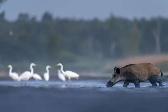 Framed Print : Wild boar (Sus scrofa) crossing drying pond with Great white egret (Ardea alba Framed Print : Wild boar (Sus scrofa) crossing drying pond with Great white egret (Ardea alba