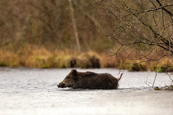Framed Print : Wild boar (Sus scrofa) crossing a river, Alsace, France. December Framed Print : Wild boar (Sus scrofa) crossing a river, Alsace, France. December