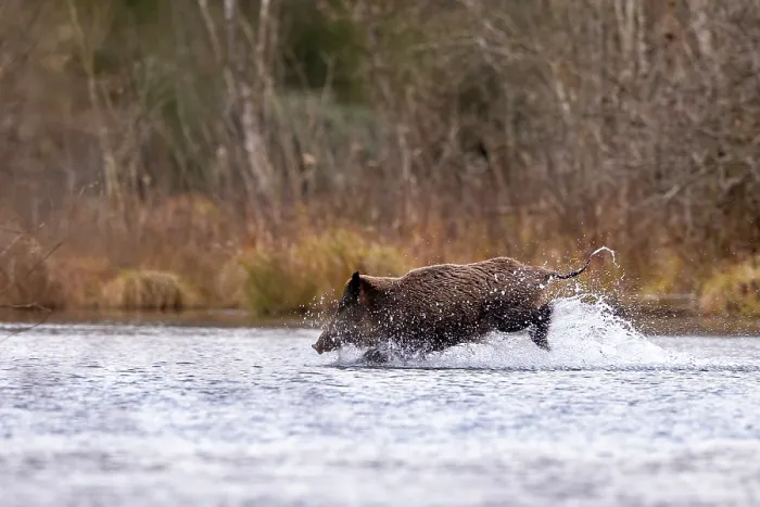 Framed Print : Wild boar (Sus scrofa) crossing a river, Alsace, France. December Framed Print : Wild boar (Sus scrofa) crossing a river, Alsace, France. December