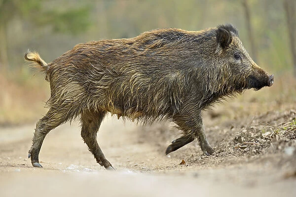 Wild boar (Sus scrofa) female crossing forest track, Forest of Dean, Gloucestershire, UK, March