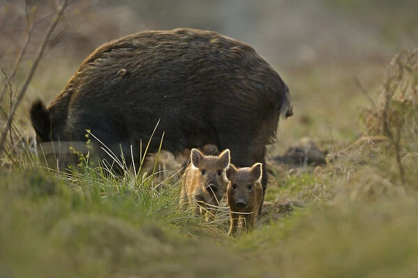 Wild boar (Sus scrofa) female and piglets in forest, Forest of Dean, Gloucestershire