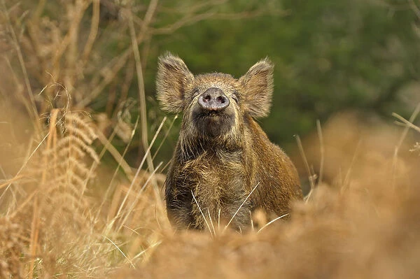 Wild Boar (Sus scrofa) female smelling air for scent of human, Forest of Dean, Gloucestershire