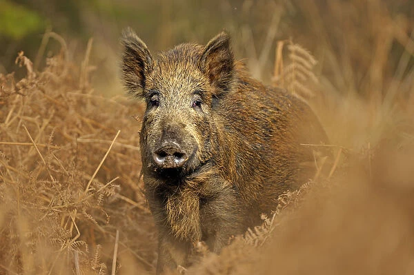 Wild boar (Sus scrofa) female in woodland undergrowth, Forest of Dean, Gloucestershire
