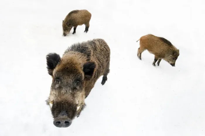 Framed Print : Three Wild Boar (Sus scrofa) foraging in snow. The Netherlands, January Framed Print : Three Wild Boar (Sus scrofa) foraging in snow. The Netherlands, January