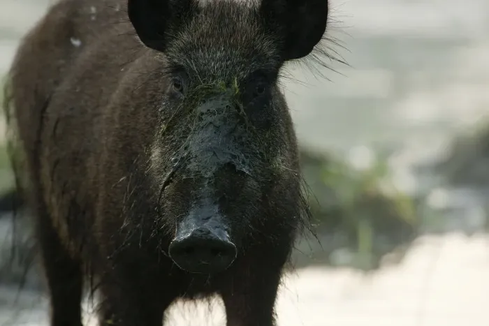 Framed Print : Wild boar (Sus scrofa) in light morning mist feeding on swamp plants during low water Framed Print : Wild boar (Sus scrofa) in light morning mist feeding on swamp plants during low water