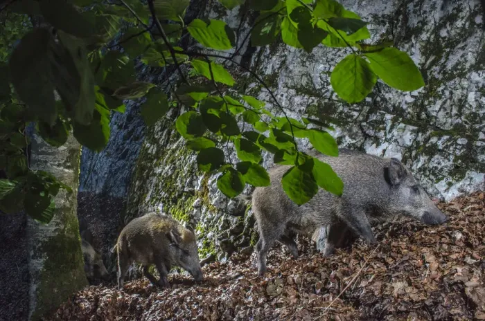 Framed Print : Wild boar (Sus scrofa) mother and piglets, camera trap image trap, Jura Mountains Framed Print : Wild boar (Sus scrofa) mother and piglets, camera trap image trap, Jura Mountains