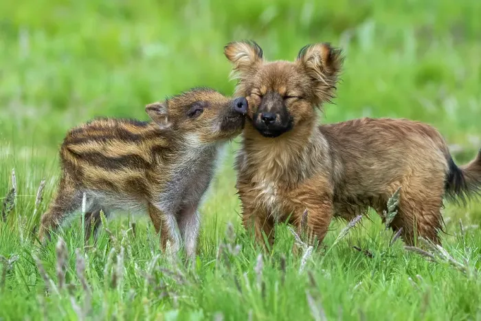 Framed Print : Wild boar (Sus scrofa) piglet nuzzling a dog, La Pampa province, Patagonia, Argentina. Captive Framed Print : Wild boar (Sus scrofa) piglet nuzzling a dog, La Pampa province, Patagonia, Argentina. Captive
