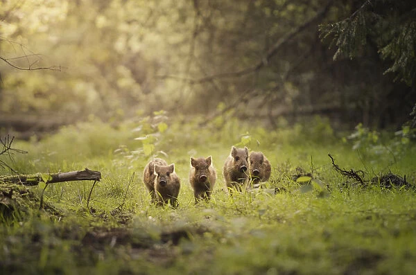 Wild boar (Sus scrofa) piglets (known as humbugs ) in woodland clearing