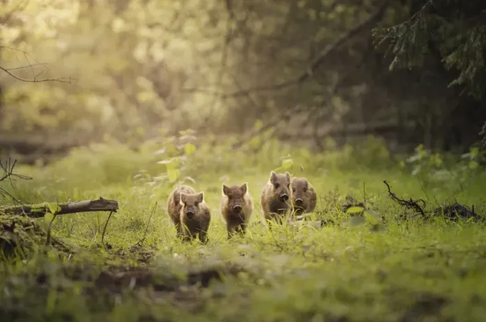 Framed Print : Wild boar (Sus scrofa) piglets (known as humbugs ) in woodland clearing Framed Print : Wild boar (Sus scrofa) piglets (known as humbugs ) in woodland clearing