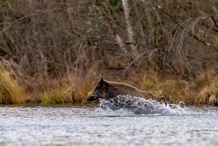 Framed Print : Wild boar (Sus scrofa) running through a river, Alsace, France. December Framed Print : Wild boar (Sus scrofa) running through a river, Alsace, France. December