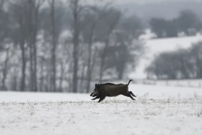 Framed Print : Wild boar (Sus scrofa) running across snow covered field, Vosges, France, January Framed Print : Wild boar (Sus scrofa) running across snow covered field, Vosges, France, January